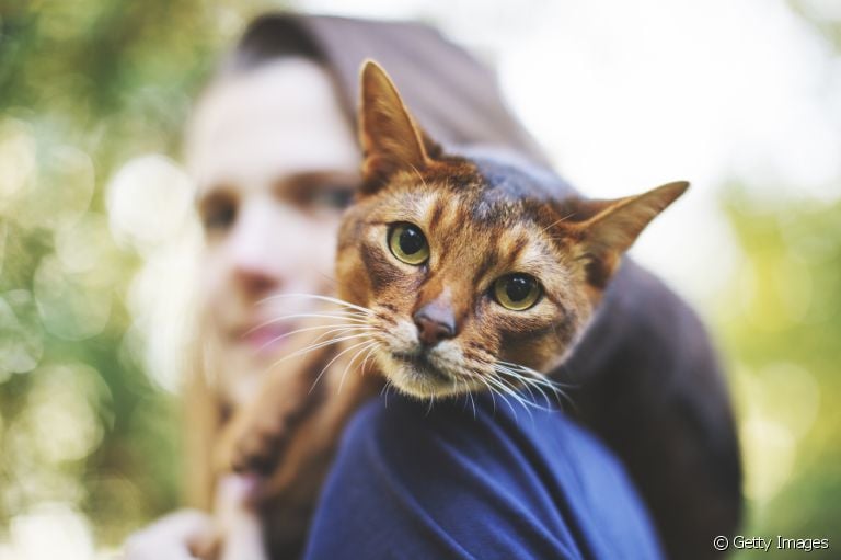 Dia Mundial do Gato: PetCenso destaca nomes inspirados em personagens  famosos