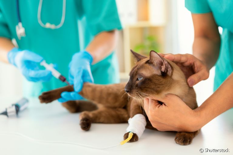 Exame de sangue em gatos: 4 vantagens de fazer o check-up anual n