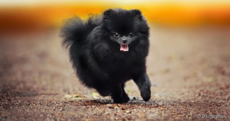 Spitz preto: preço, características e personalidade desse tipo de