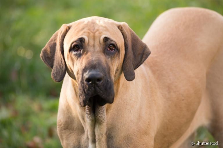 Fila Brasileiro: conheça mais sobre essa raça de cachorro grande