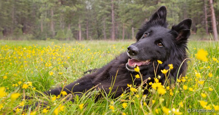 Pastor Belga Groenendael: saiba tudo sobre esse Pastor Belga - Blog AZ  Petshop - Dicas para cuidar do seu pet!