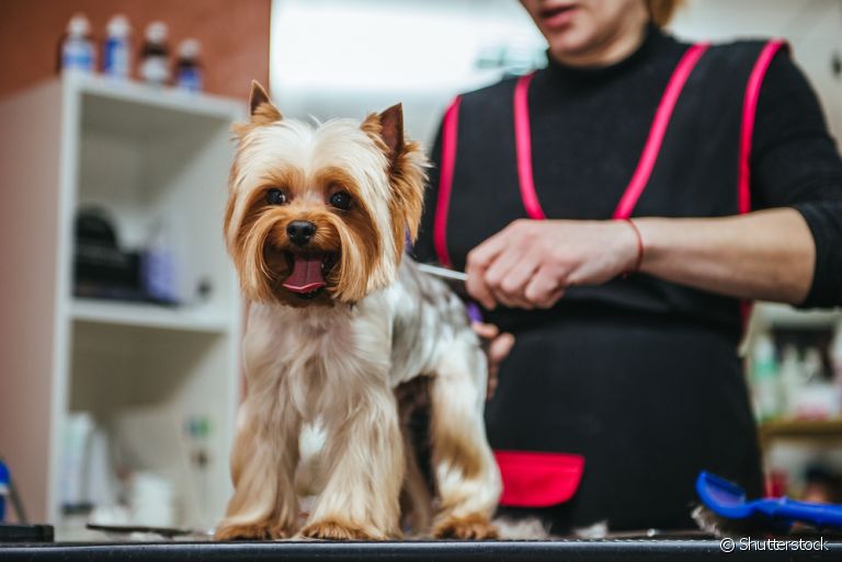 Dicas para escolher o melhor pet shop banho e tosa perto de mim