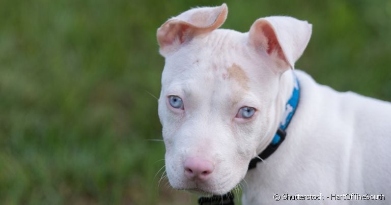 Os animais também podem ser albinos