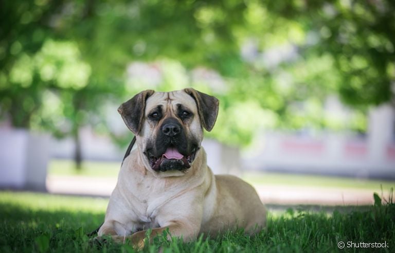 Saiba tudo sobre o Dogo Canário, o melhor cão de guarda do mundo