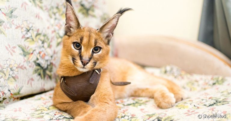 Caracal ou Lince-do-deserto  Aspeto, caracteristicas e habitat