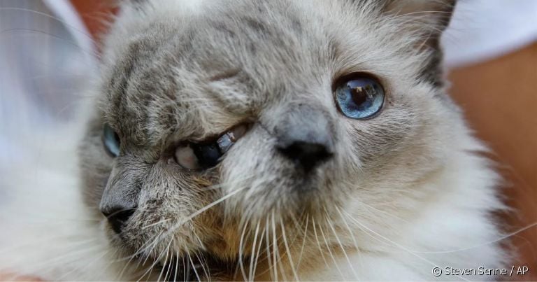 Morre o gato que viralizou ao nascer com duas caras no Norte de SC