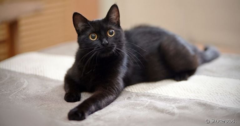 10 ideias de nomes para gatos preto e branco - NSC Total