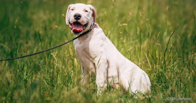 Dogo Argentino: 10 características sobre a raça de cachorro branco