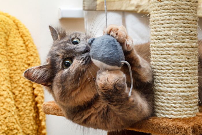 Imagem Quiz:Brinquedos para gatos: faça o quiz e descubra qual o tipo preferido do