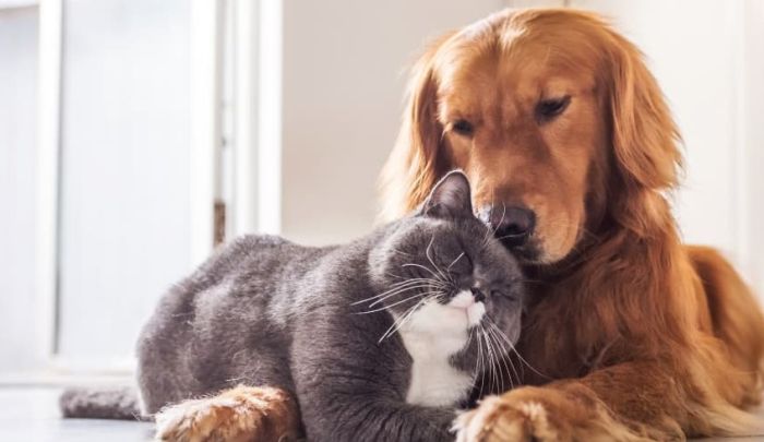 Imagem Quiz:Descubra se você é um cachorro ou um gato!