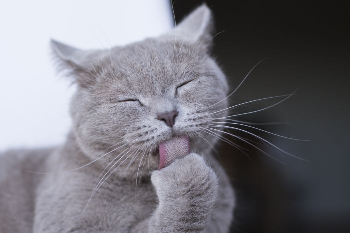 Imagem Quiz:Faça o quiz e descubra se você tem alergia a gato!