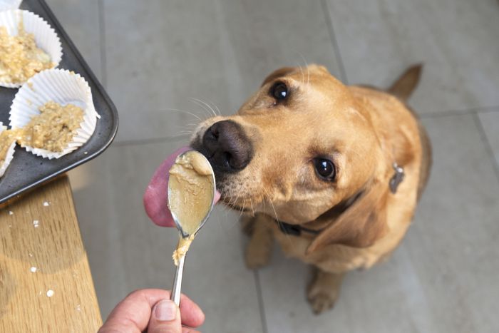 Imagem Quiz:O que seu cachorro faz para ganhar a comida dos humanos?