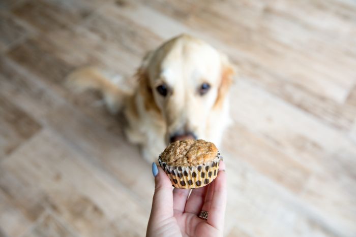 Imagem Quiz:O que você acha de comidas humanas adaptadas para cães?