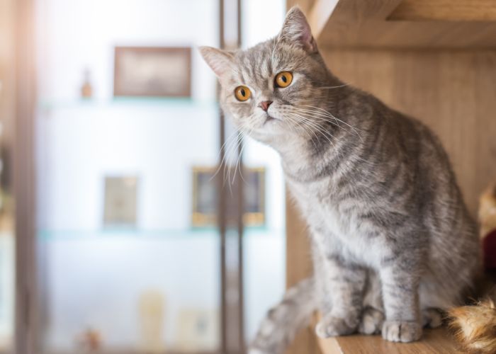 Imagem Quiz:O que você sabe sobre a imunidade do seu gato?