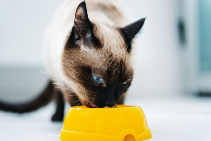 Imagem Quiz:Que tipo de comida seu gato mais gosta? Ração, sachê ou a sua?