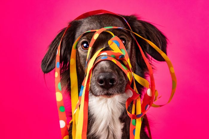 Imagem Quiz:Quem é seu cachorro na festa da família? Faça o quiz e descubra!