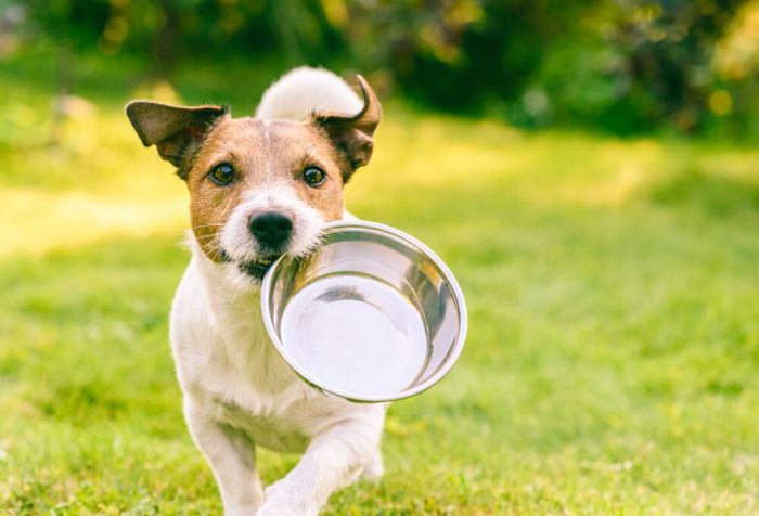 Imagem Quiz:Responda a pesquisa sobre a alimentação do seu cachorro!