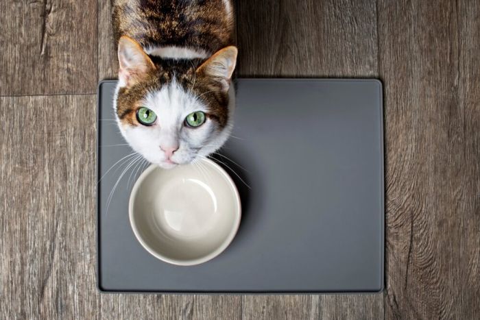 Imagem Quiz:Responda a pesquisa sobre a alimentação do seu gato!