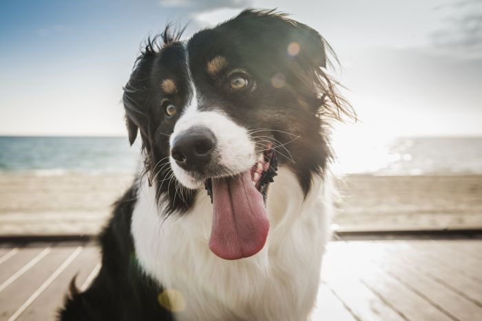 Imagem Quiz:Seu cachorro é comunicativo? Descubra se o seu pet sabe expressar tudo