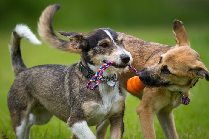 Imagem Quiz:Seu cachorro é mais ativo ou preguiçoso? Descubra com esse teste!