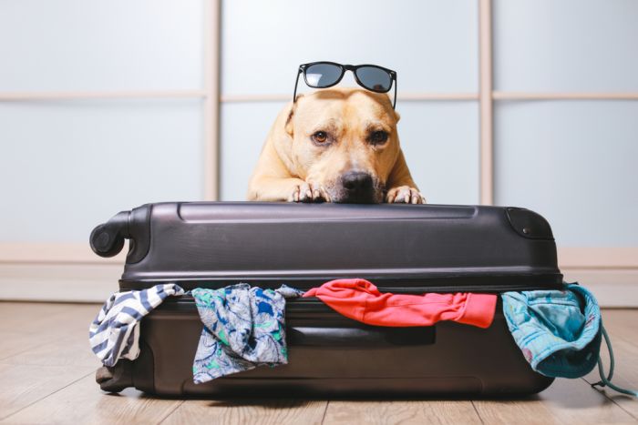 Imagem Quiz:Seu cãozinho está pronto para viajar com a família?