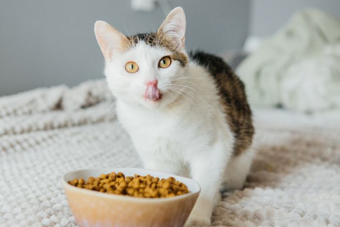Imagem Quiz:Seu gato está comendo mais do que deveria?