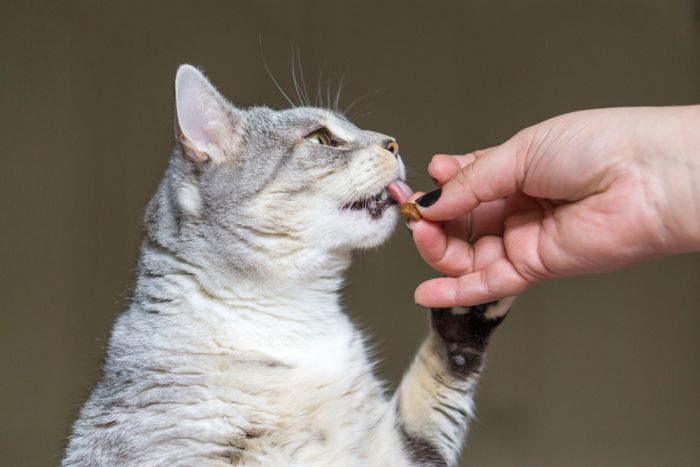 Imagem Quiz:Seu gato fica mais feliz com petiscos ou sachê?