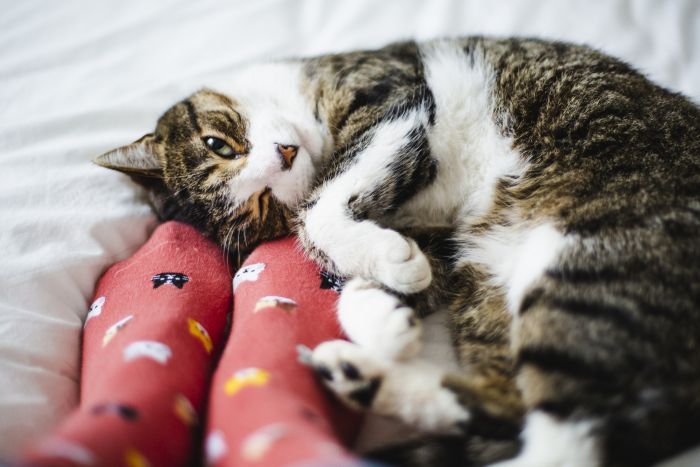 Imagem Quiz:Seu gato gosta mais de comida, sonecas ou de você?