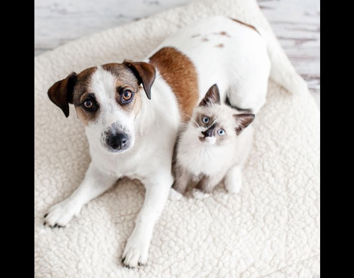 Imagem Quiz:Seu gato vai se dar bem com um novo cachorrinho na família?