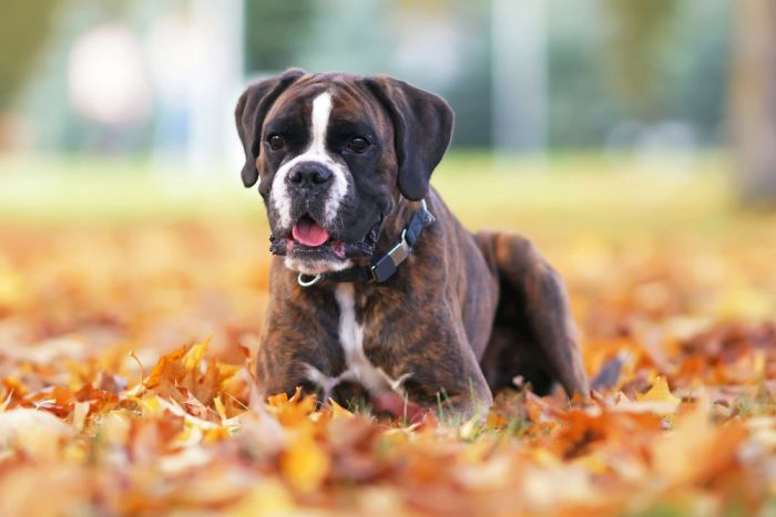 Imagem Quiz:Teste seus conhecimentos sobre a saúde de cachorro!