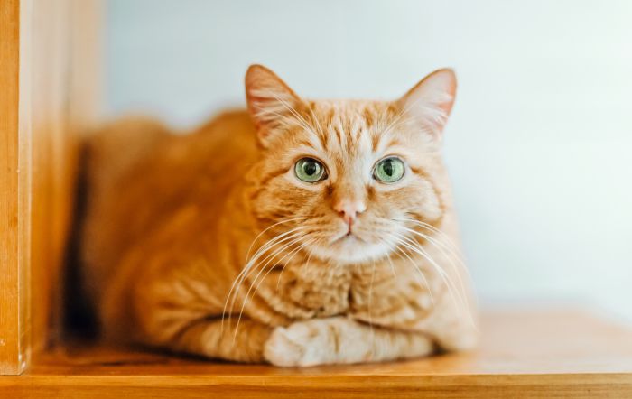 Imagem Quiz:Teste seus conhecimentos sobre a saúde de gato!