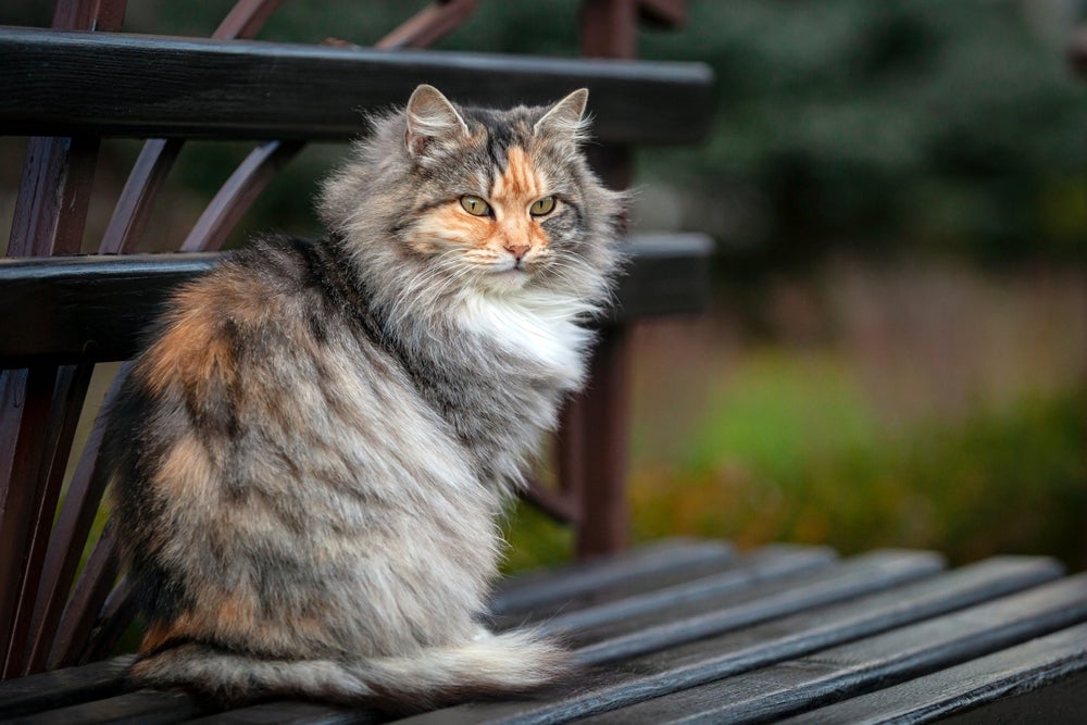 Raça de gato gigante Siberiano sentada no banco
