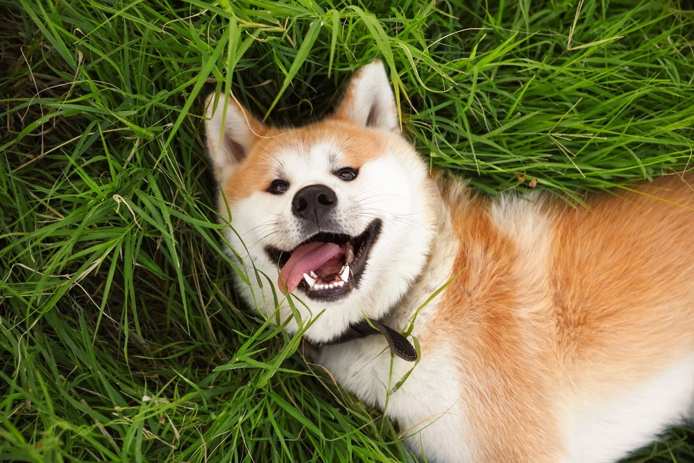 Akita deitado na grama com língua para fora