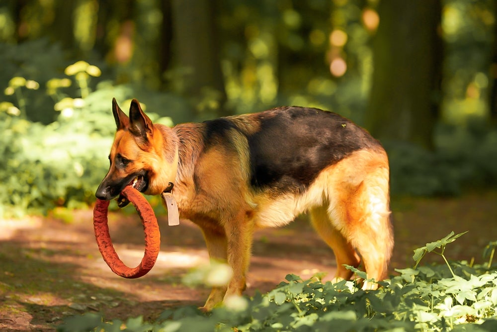 Cachorro Pastor Belga com brinquedo na boca ao ar livre
