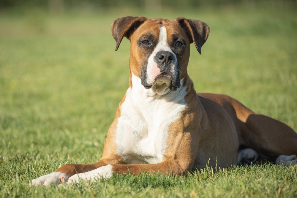 Cachorro grande: Boxer sentado na grama