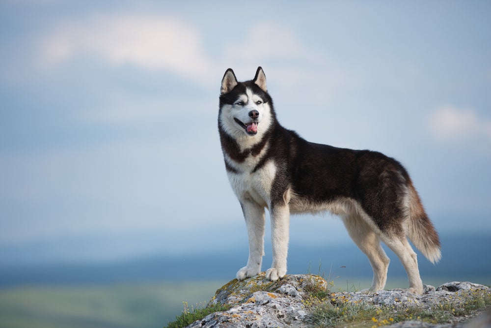Husky Siberiano em cima de pedra com céu de fundo