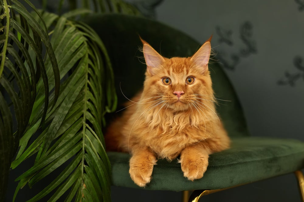 Raças de gato: Maine Coon deitado em sofá