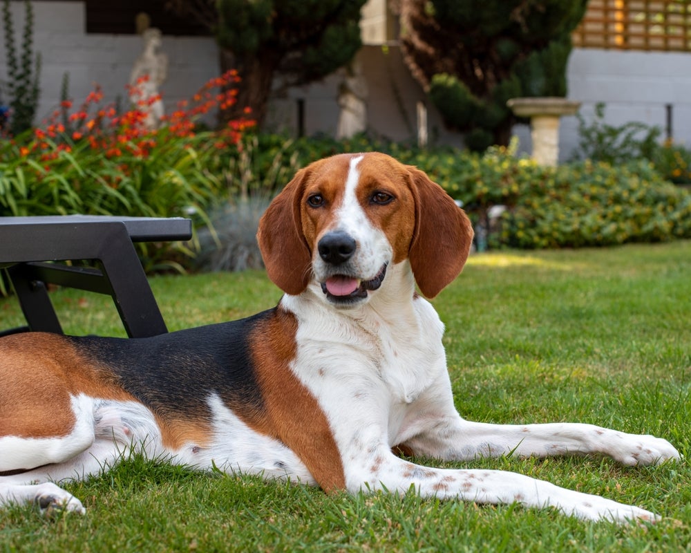 Raças de cachorro: Beagle deitado