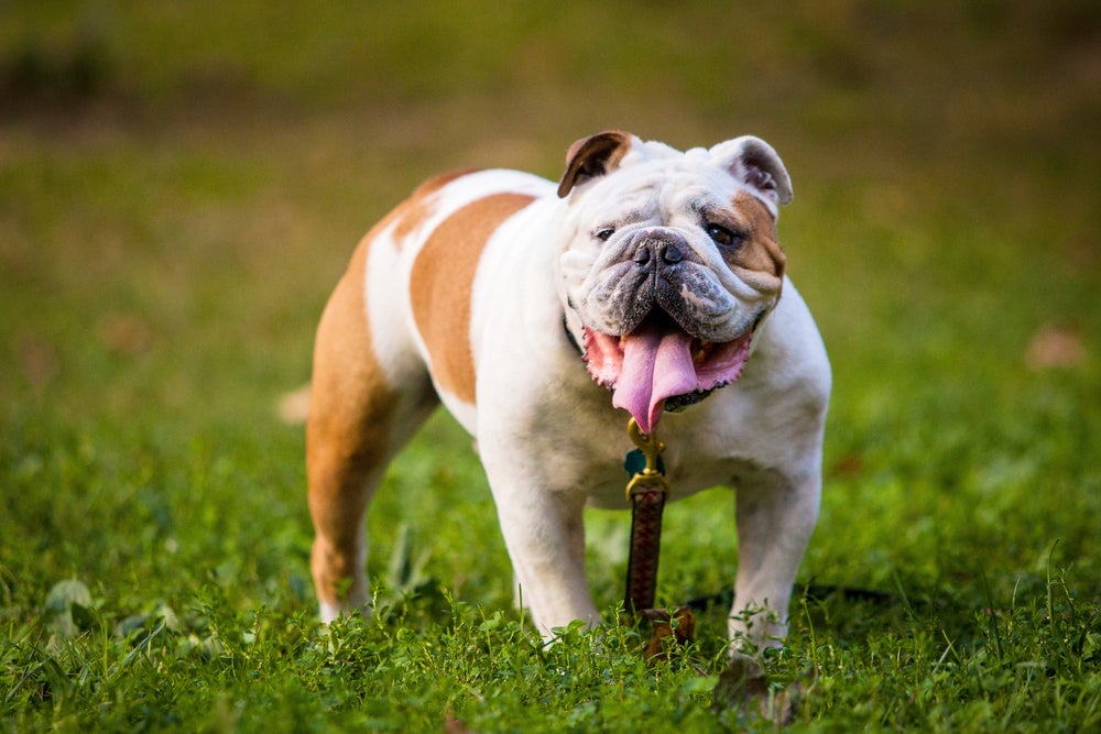 Raças de cachorro: Bulldog Inglês de pé