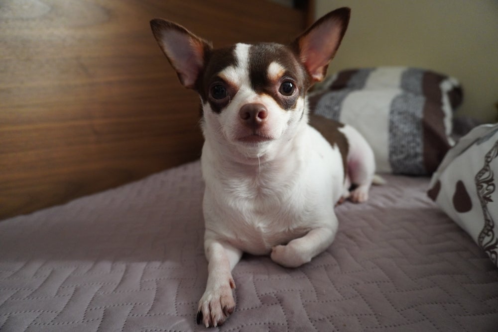 Tipos de cachorro: o Chihuahua é uma boa raça para apartamento