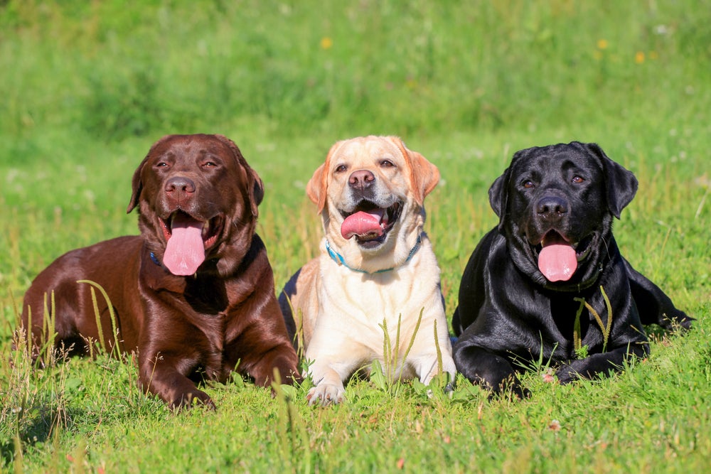 Entre as raças mais comuns de cachorro, o Labrador pode ser encontrado em três cores