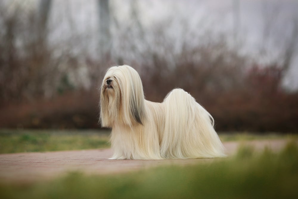 Cachorro mais populares: os pelos longos são uma marca registrada do Lhasa Apso