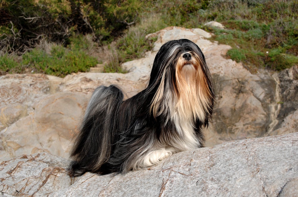 Raças de cachorros mais comuns no Brasil: Lhasa Apso tem instinto protetor