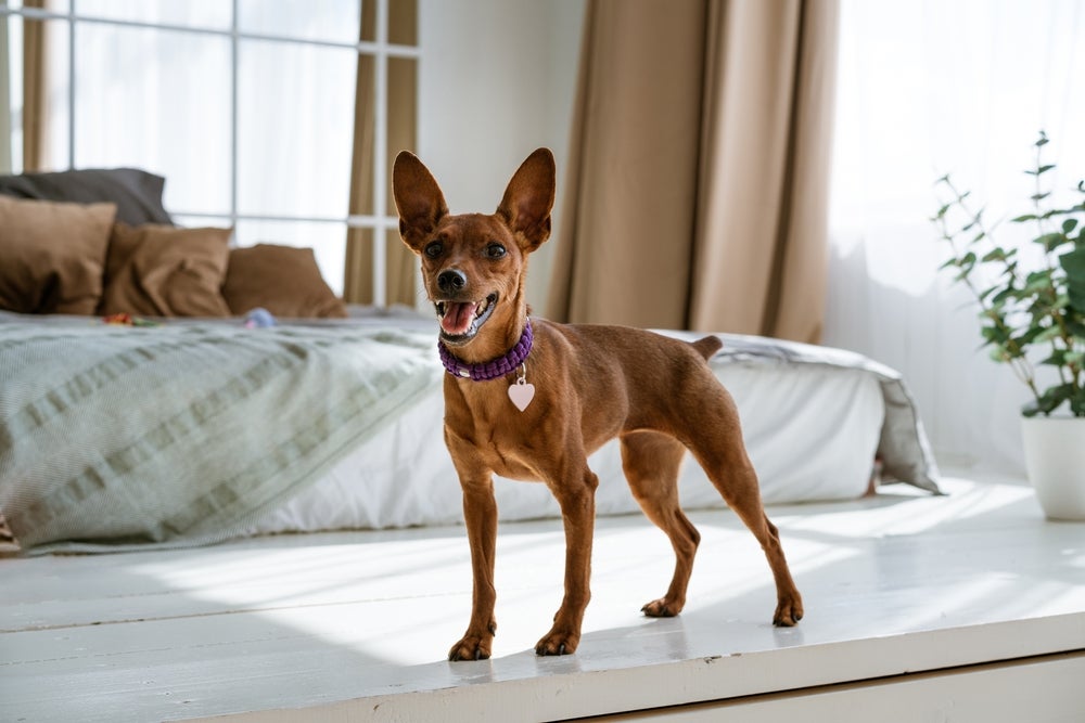 Raças de cachorro mais populares no Brasil: o Pinscher se adapta bem em apartamentos