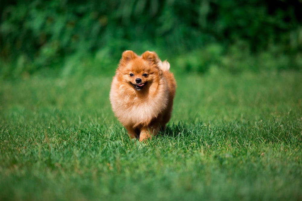 Uma das raças de cachorro mais comuns no Brasil é o Lulu da Pomerânia