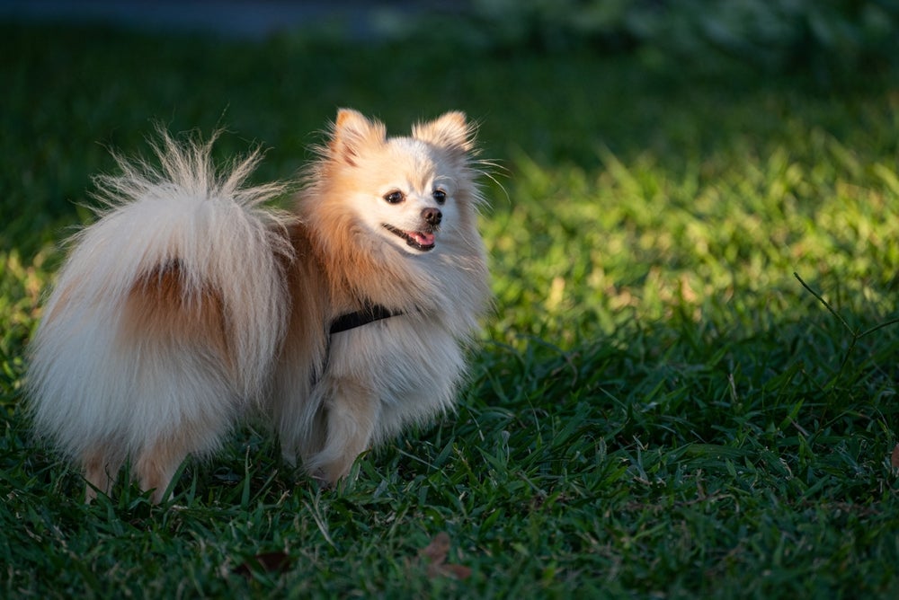 A raça de cachorro Lulu da Pomerânia é uma variação do Spitz Alemão