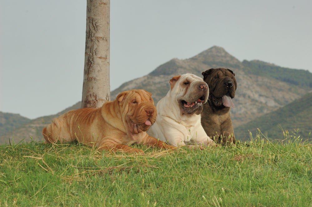 Três cachorros Shar Pei lado a lado de cores diferentes