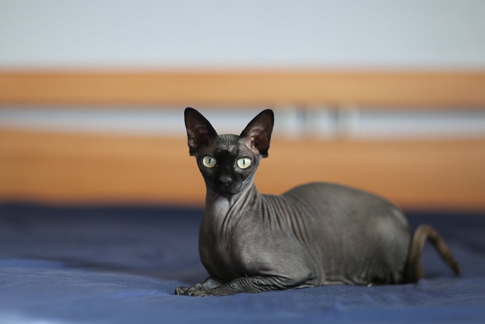 O gato Sphynx preto é um dos mais procurados entre os amantes da raça