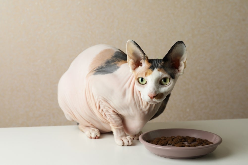 Gato pelado tem um metabolismo mais acelerado