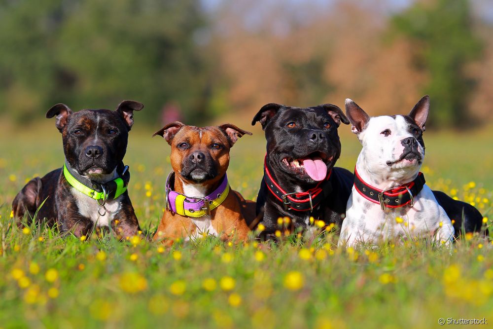 Quatro cachorros Staffordshire Bull Terrier em campo florido